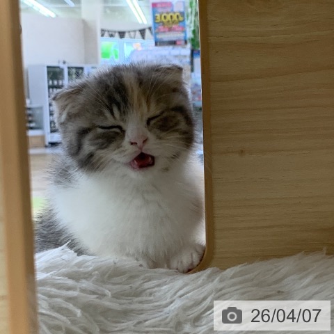 スコティッシュフォールドの写真