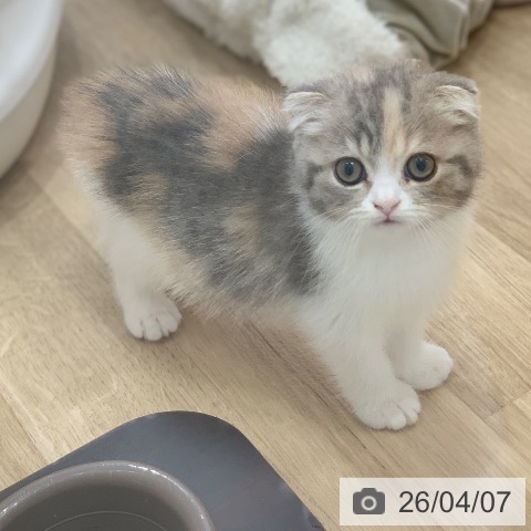 スコティッシュフォールドの写真