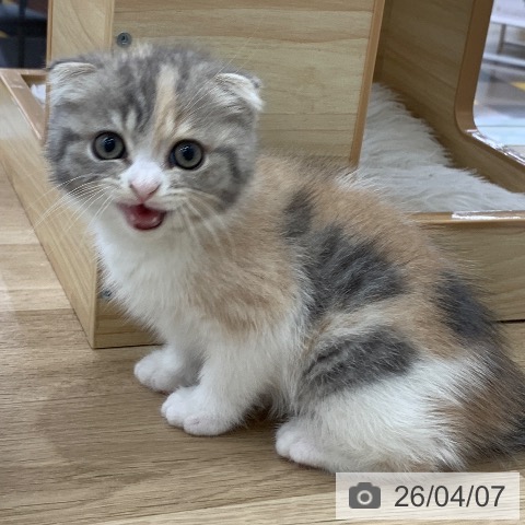 スコティッシュフォールドの写真