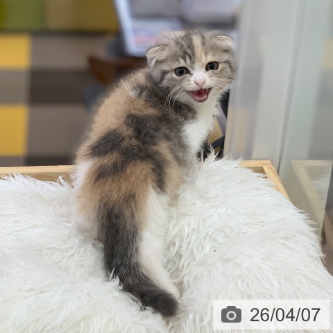 スコティッシュフォールドの写真