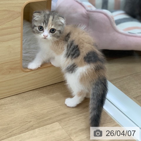 スコティッシュフォールドの写真