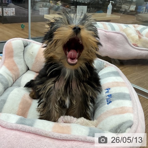 愛知県のヨークシャーテリア (ペッツワン 東海店/2026年2月4日生まれ/男の子/スチールブルータン)の子犬の4枚目の画像