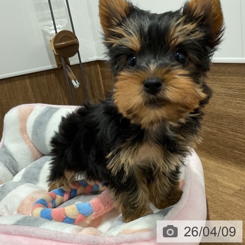 愛知県のヨークシャーテリア (ペッツワン 東海店/2026年2月4日生まれ/女の子/スチールブルータン)の子犬の4枚目の画像