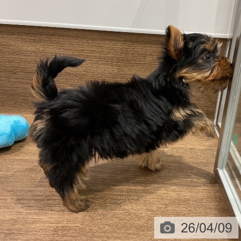 愛知県のヨークシャーテリア (ペッツワン 東海店/2026年2月4日生まれ/女の子/スチールブルータン)の子犬の3枚目の画像