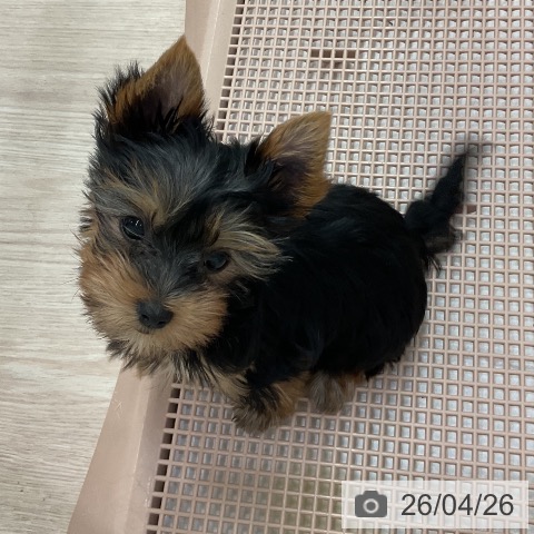 石川県のヨークシャーテリア (ペットプラス かほく店/2026年2月4日生まれ/女の子/スチールブルータン)の子犬の3枚目の画像