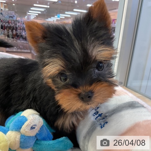 ヨークシャー・テリアの写真