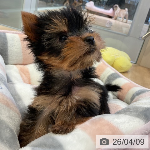 ヨークシャー・テリアの写真