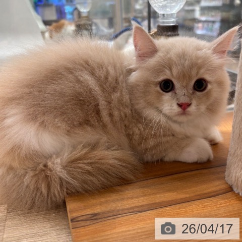 ミヌエットの写真