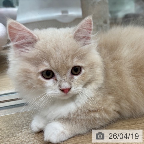 ミヌエットの写真