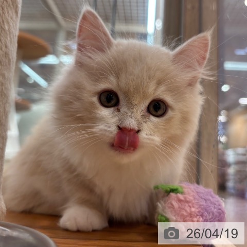 ミヌエットの写真