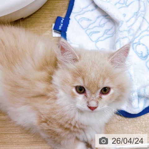 ミヌエットの写真