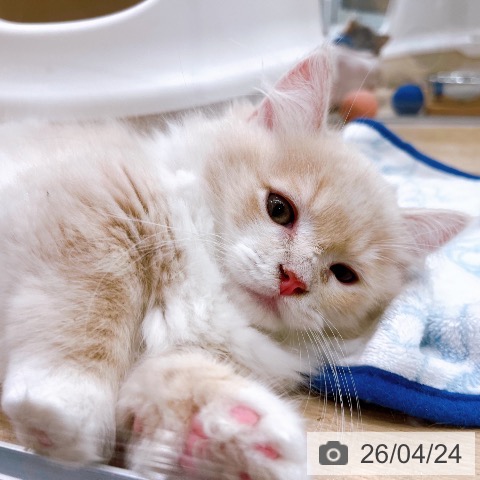 ミヌエットの写真