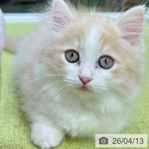 京都府のミヌエット (ペットプラス 京都桂川店/2026年2月1日生まれ/女の子/カメオタビーホワイト)の子猫の4枚目の画像