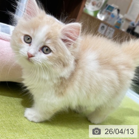 京都府のミヌエット (ペットプラス 京都桂川店/2026年2月1日生まれ/女の子/カメオタビーホワイト)の子猫の3枚目の画像