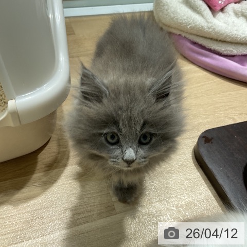 愛知県のサイベリアン (ペットプラス ナゴヤドーム前店/2026年2月3日生まれ/男の子/ブルータビー)の子猫の4枚目の画像