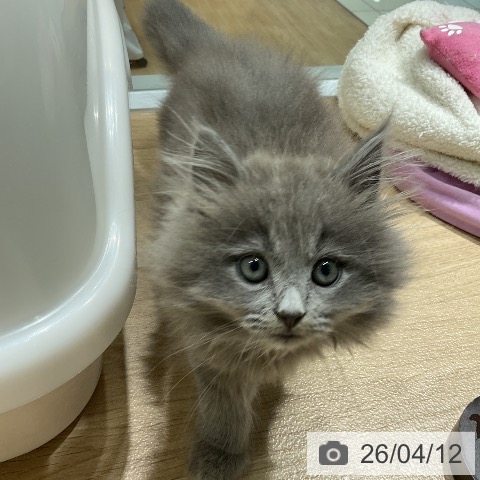 愛知県のサイベリアン (ペットプラス ナゴヤドーム前店/2026年2月3日生まれ/男の子/ブルータビー)の子猫の3枚目の画像