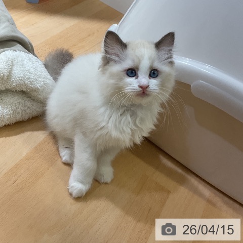 愛知県のラグドール (ペットプラス mozoワンダーシティ店/2026年2月1日生まれ/女の子/シールポイントバイカラー)の子猫の4枚目の画像