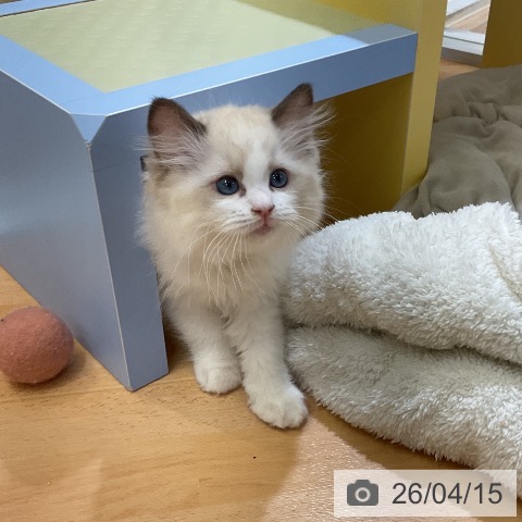 愛知県のラグドール (ペットプラス mozoワンダーシティ店/2026年2月1日生まれ/女の子/シールポイントバイカラー)の子猫の3枚目の画像