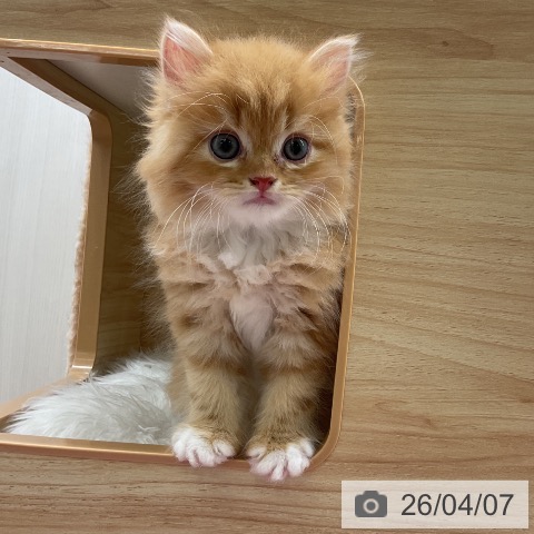 ラガマフィンの写真