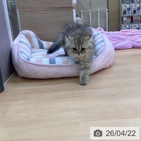 愛知県のペルシャ (ペットプラス 三好店/2026年1月2日生まれ/女の子/チンチラゴールデン)の子猫の4枚目の画像