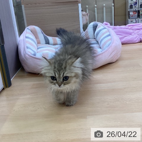 愛知県のペルシャ (ペットプラス 三好店/2026年1月2日生まれ/女の子/チンチラゴールデン)の子猫の3枚目の画像