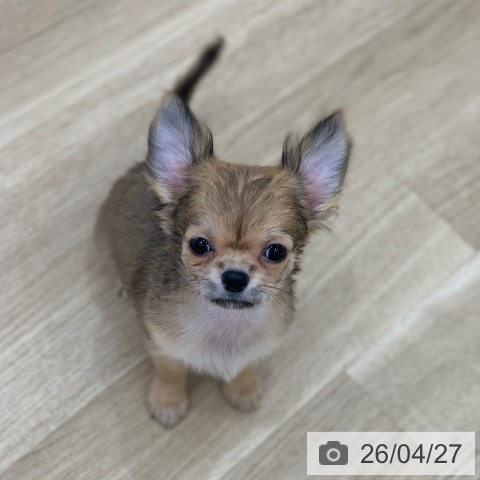 チワワの写真