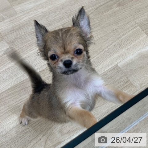 チワワの写真