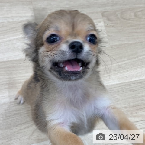 チワワの写真