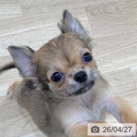 岐阜県のチワワ(ロング) (ペットプラス 光ケ丘店/2026年2月4日生まれ/男の子/フォーン)の子犬の4枚目の画像