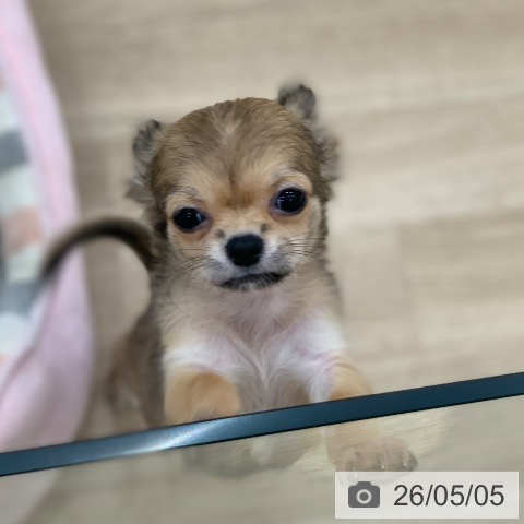 チワワの写真