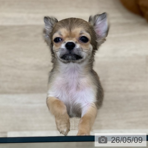 チワワの写真