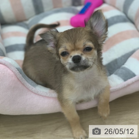 チワワの写真