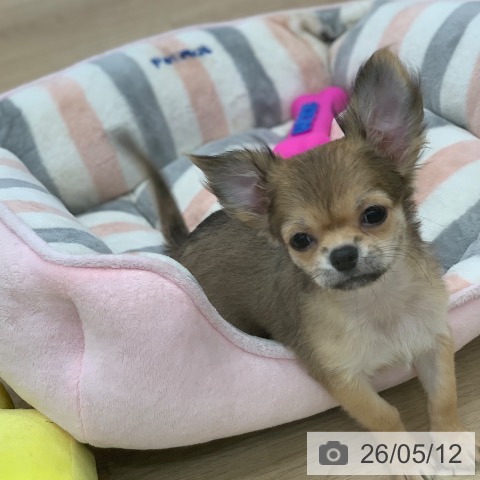 チワワの写真