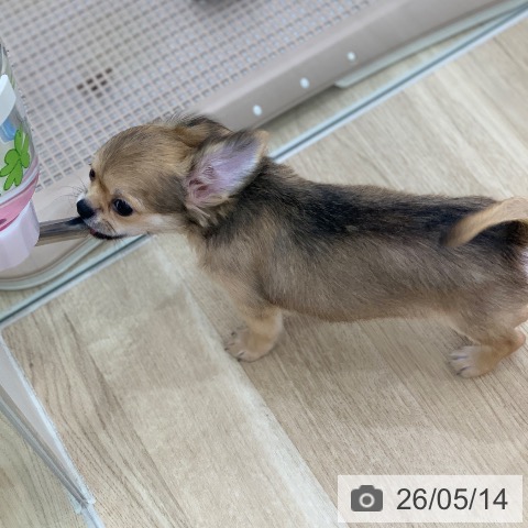 岐阜県のチワワ(ロング) (ペットプラス 光ケ丘店/2026年2月4日生まれ/男の子/フォーン)の子犬の4枚目の画像
