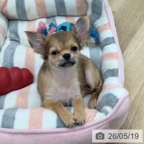 岐阜県のチワワ(ロング) (ペットプラス 光ケ丘店/2026年2月4日生まれ/男の子/フォーン)の子犬の4枚目の画像