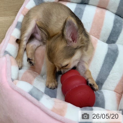 岐阜県のチワワ(ロング) (ペットプラス 光ケ丘店/2026年2月4日生まれ/男の子/フォーン)の子犬の4枚目の画像