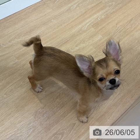 三重県のチワワ(ロング) (ペットプラス 四日市泊店/2026年2月4日生まれ/男の子/フォーン)の子犬の4枚目の画像