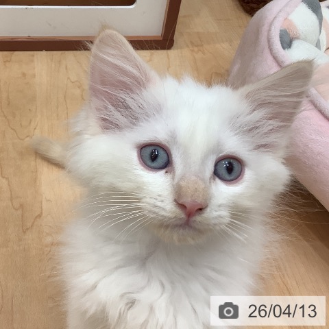 サイベリアンの写真