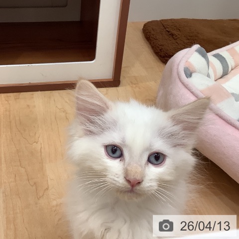 サイベリアンの写真