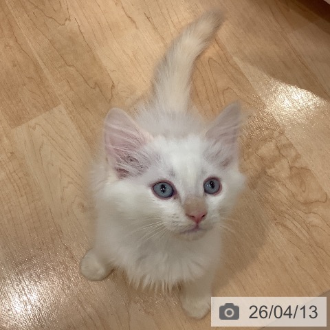 サイベリアンの写真