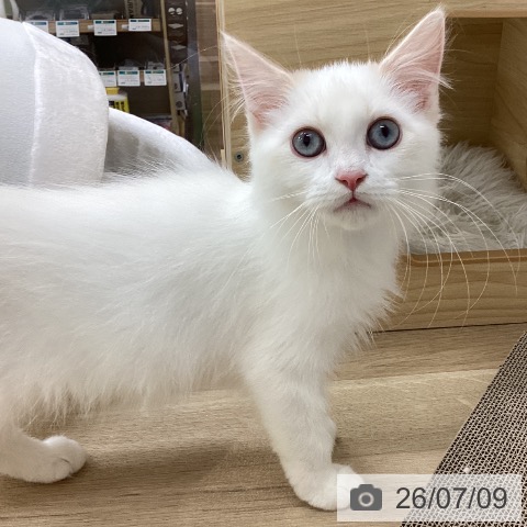 サイベリアンの写真