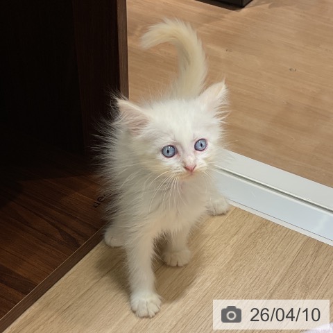 サイベリアンの写真