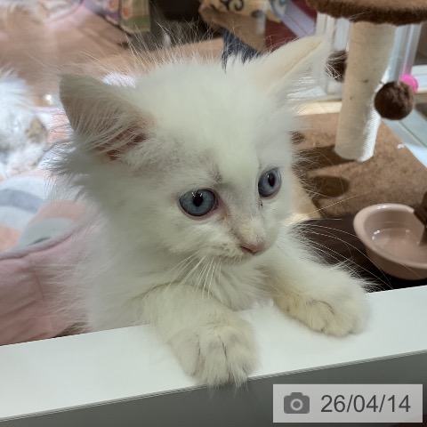 愛知県のサイベリアン (ペットプラス イオンモール豊川店/2026年2月4日生まれ/女の子/クリームポイント)の子猫の3枚目の画像
