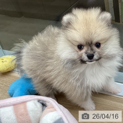 千葉県のポメラニアン (ペットプラス 船橋店/2026年2月4日生まれ/男の子/ウルフセーブル)の子犬の4枚目の画像