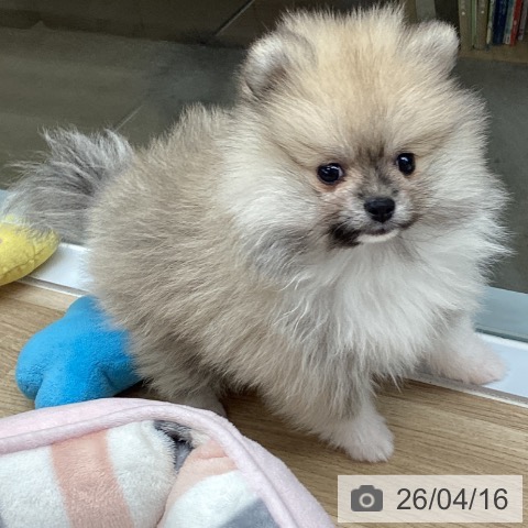 千葉県のポメラニアン (ペットプラス 船橋店/2026年2月4日生まれ/男の子/ウルフセーブル)の子犬の3枚目の画像