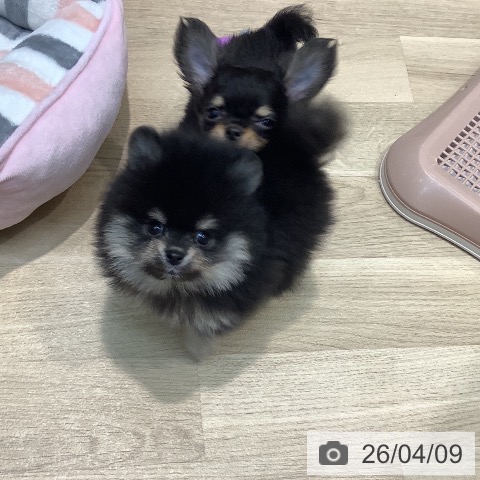 ポメラニアンの写真