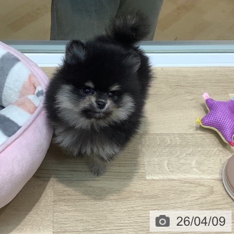 ポメラニアンの写真