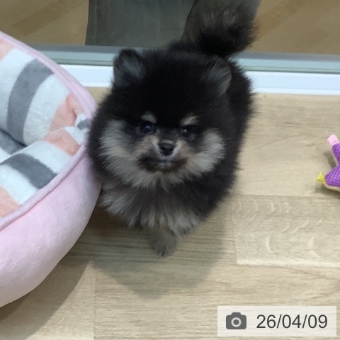 ポメラニアンの写真