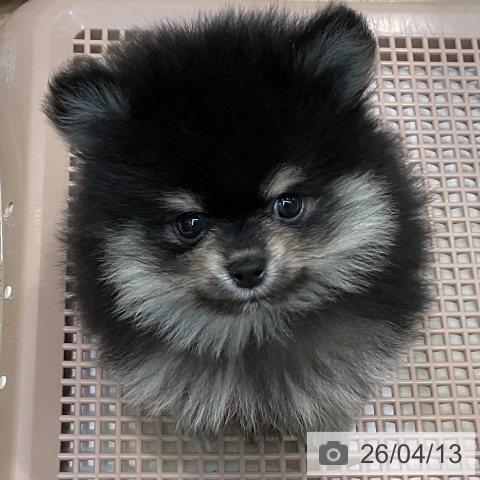 埼玉県のポメラニアン (ペットプラス ららぽーと新三郷店/2026年2月4日生まれ/男の子/ブラックタン)の子犬の3枚目の画像
