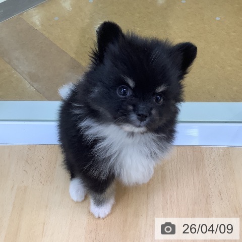 ポメラニアンの写真